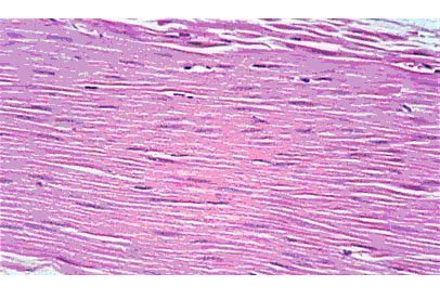 músculo liso músculo liso